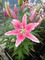 [1847 Ravenna TL No01.JPG]